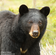WESTERN CANADA - June 2011